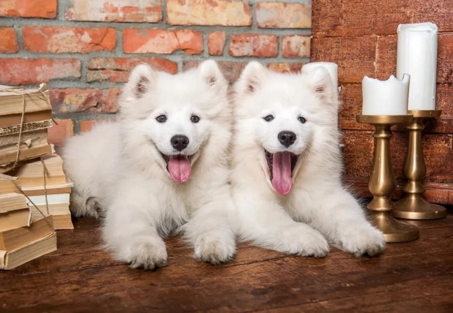 Puzzle 1000 piese Cățeluși Samoyed Salută