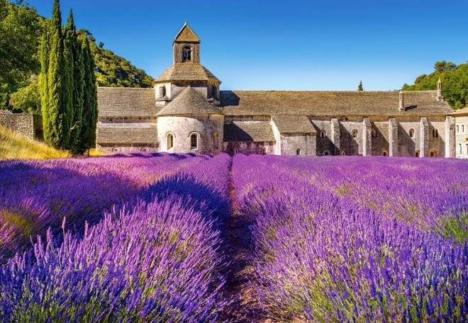 Puzzle câmp cu lavandă Provence 1000 piese