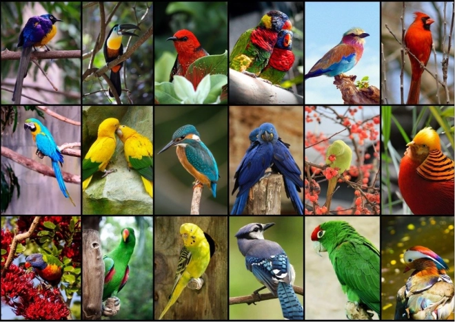 Puzzle Cele mai frumoase păsări din lume 1500 de piese