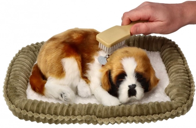 Pui de câine respirabil Saint Bernard