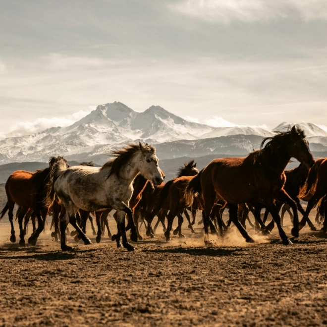 Calendar de notițe Animale sălbatice 2026