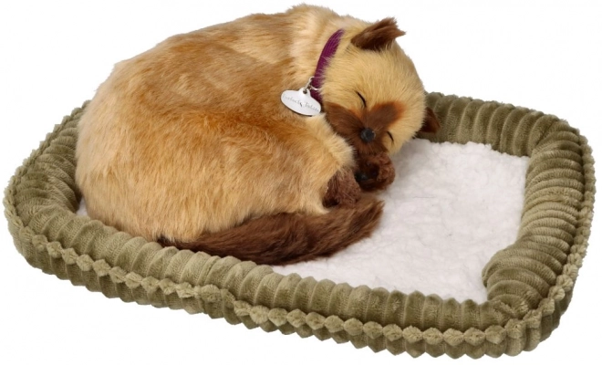 Pisică Siameză Respirabilă Adoptă-mă