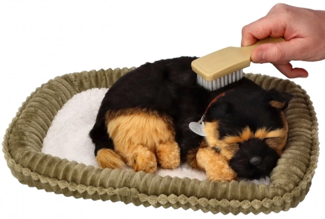 Adoptă-mă, cățeluș Ciobănesc German