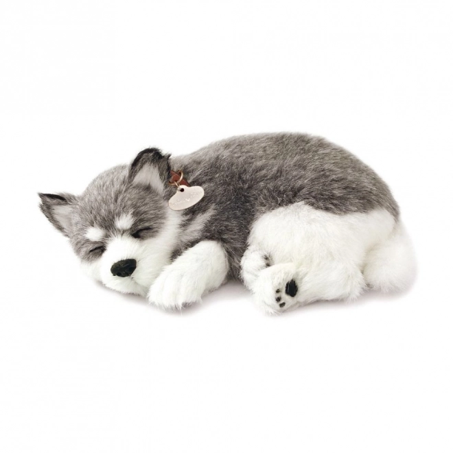 Cățeluș respirabil Alaskan Husky