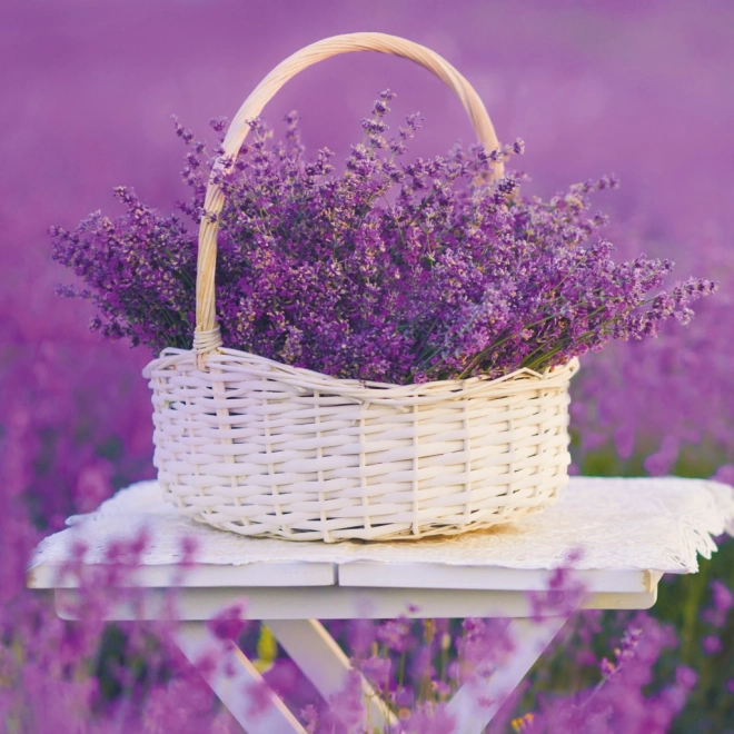 Calendar de notițe Provence 2026