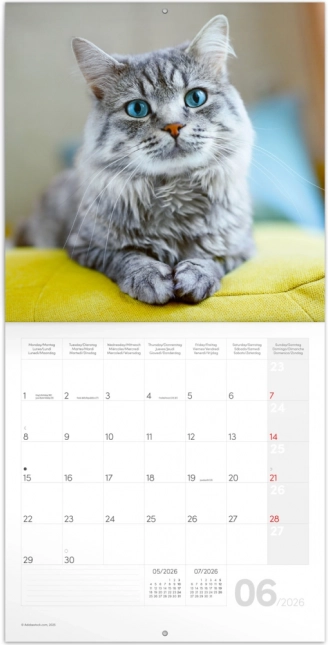 Calendar de notițe Pisici 2026