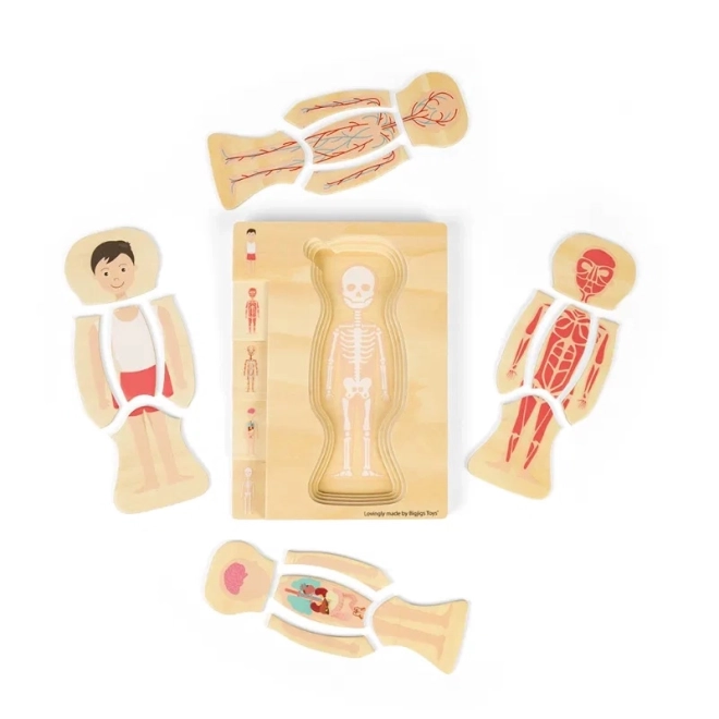 Puzzle din lemn anatomie - băiat