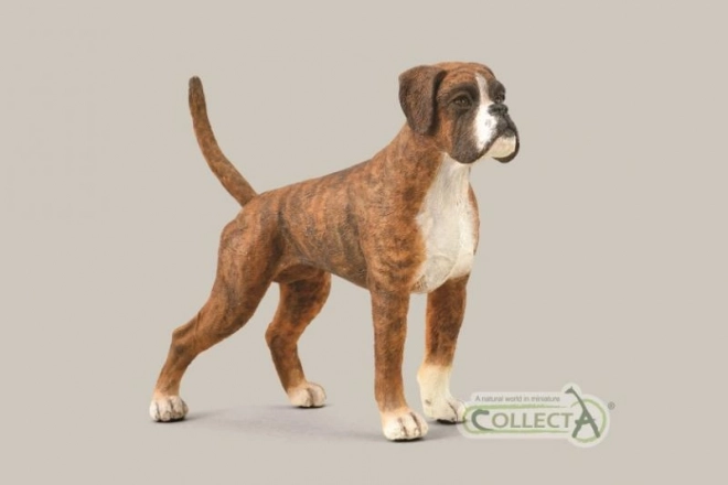 Câine boxer colecta