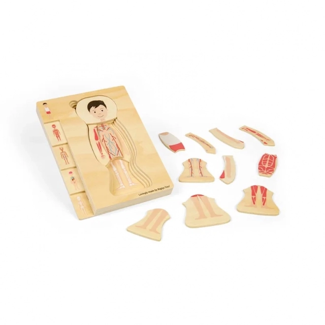 Puzzle din lemn anatomie - băiat