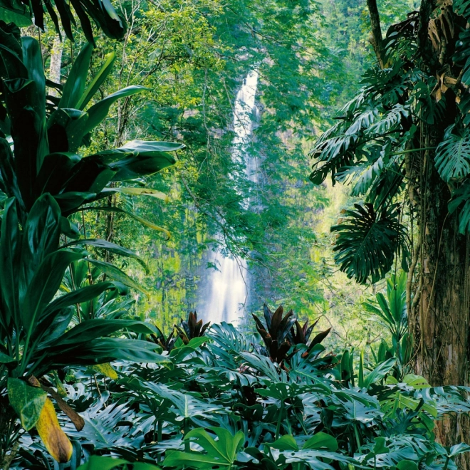 Calendar de notițe Păduri Tropicale 2026