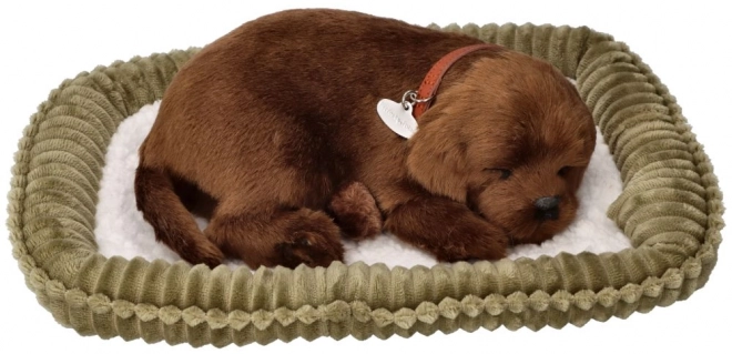 Cățeluș labrador candelator