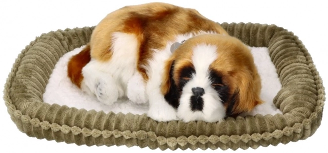 Pui de câine respirabil Saint Bernard