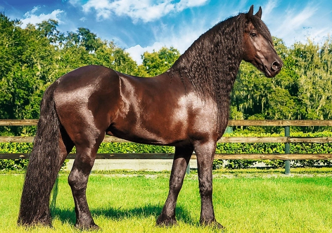 Puzzle TREFL 2 în 1 Friskys Horse 1000 piese cu lipici