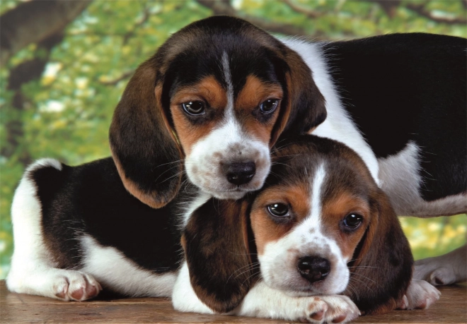 puzzle 500 piese compact – căței beagle