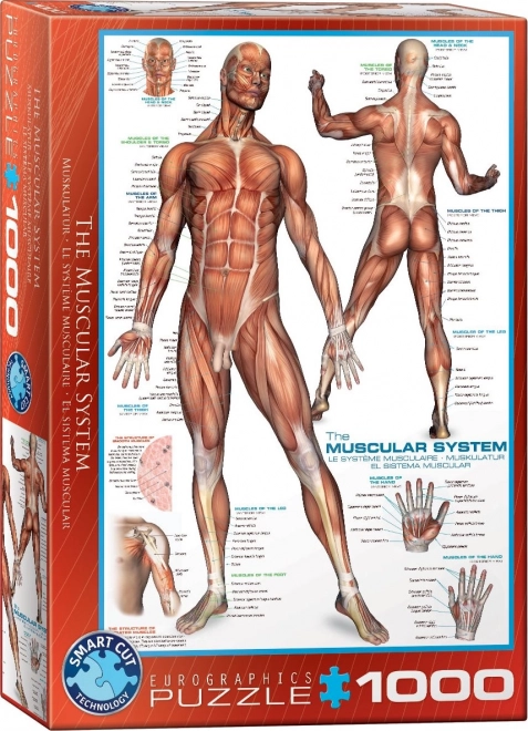 Puzzle Sistem muscular 1000 piese