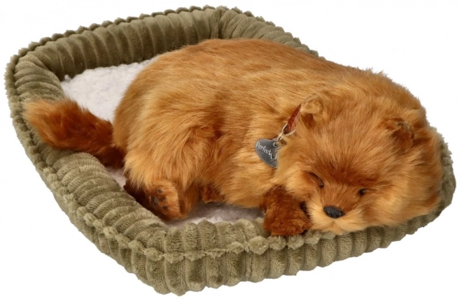 Pomeranian respirabil de adoptat
