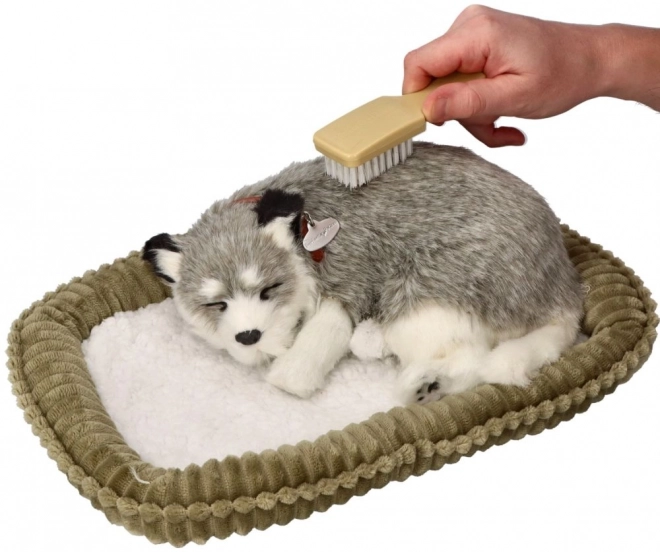 Cățeluș respirabil Alaskan Husky