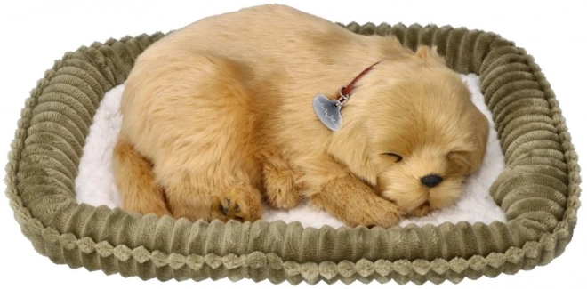 Adoptă un cățeluș Golden Retriever care respiră