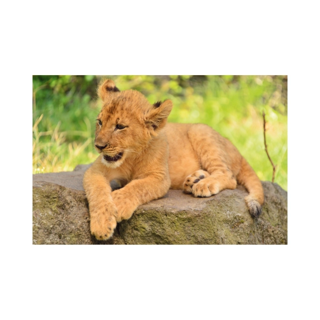 Puzzle mini animale