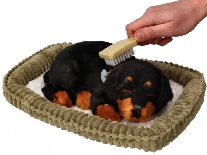 Cățeluș Rottweiler Perfect Petzzz