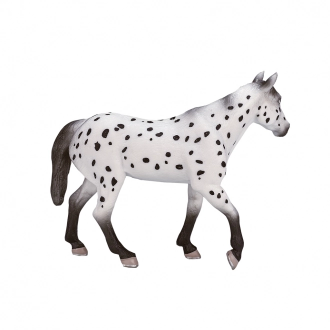 Mojo armăsar Appaloosa