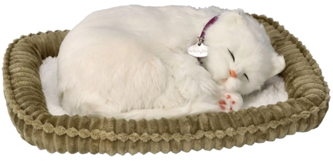 Adoptă-mă pisică cu blană scurtă albă
