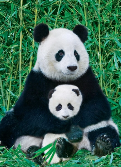 Puzzle Eurographics Panda Cu Puii 1000 Piese