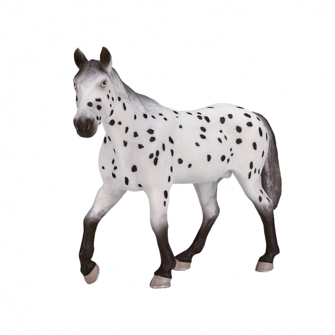 Mojo armăsar Appaloosa