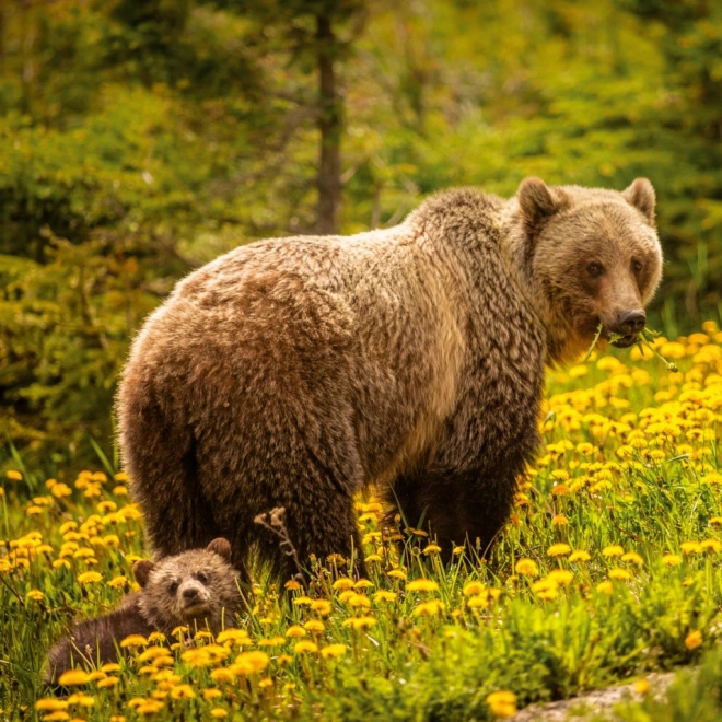 Calendar de notițe Animale sălbatice 2026