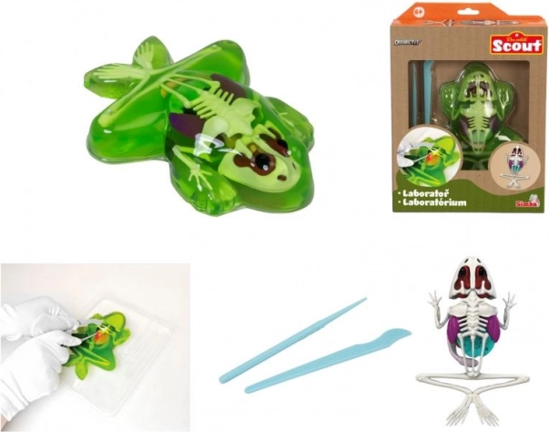 Descoperă disecția broaștei – set educativ cu slime