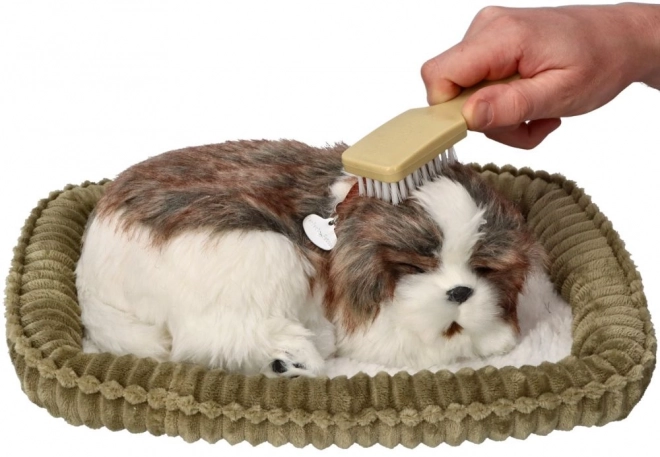 Adoptă-mă Respirație cățeluș Shih Tzu
