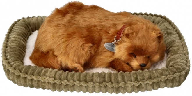 Pomeranian respirabil de adoptat