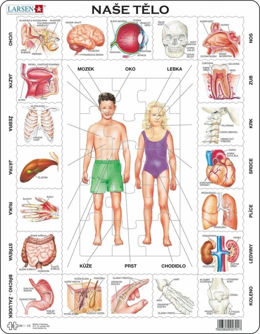 Puzzle Corpul nostru 35 piese