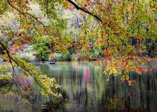 Puzzle Ramuri pe malul râului 1000 piese