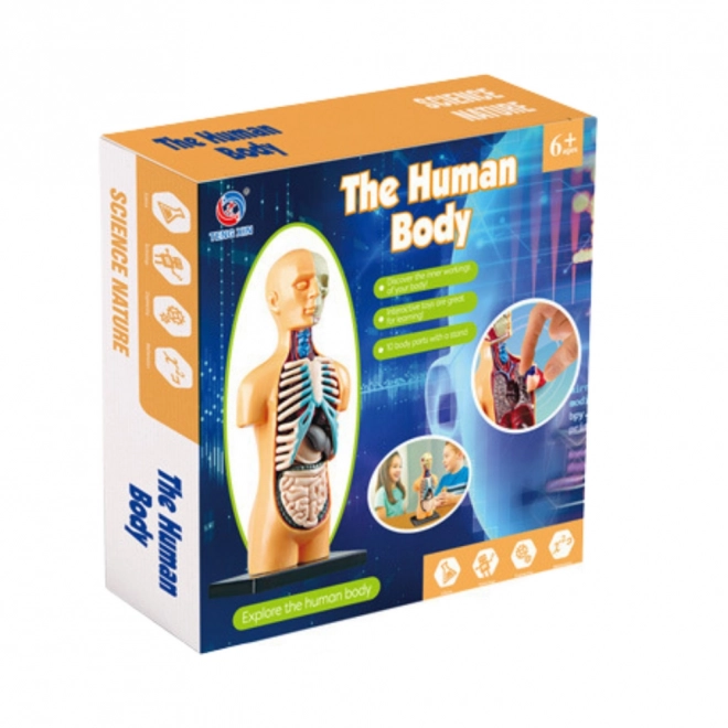 Set educațional model anatomic corp uman