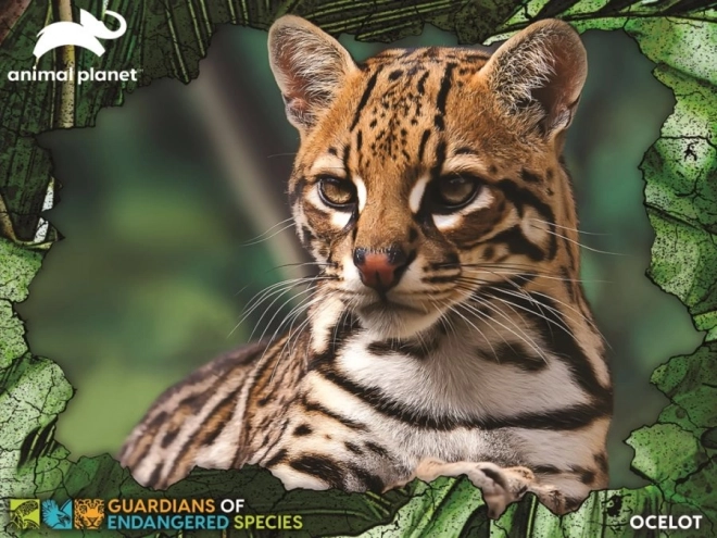 Puzzle 3D animale protejate: Ocelot