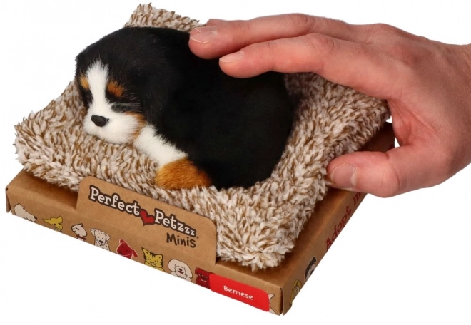 Perfect petzzz cățeluș mini bernese pe pat