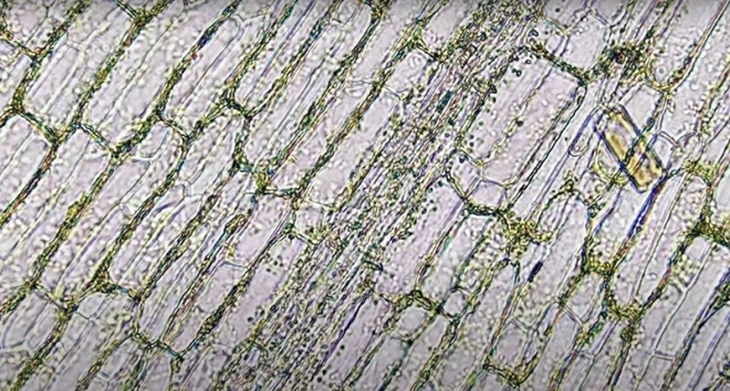 Microscop educațional Descoperitor pentru Copii de la Piatnik