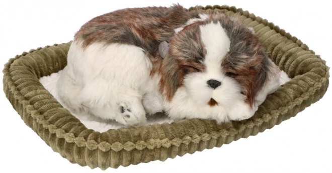 Adoptă-mă Respirație cățeluș Shih Tzu
