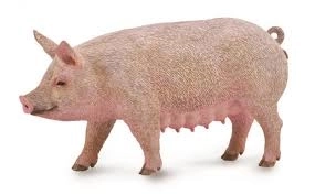 Model porc Collecta