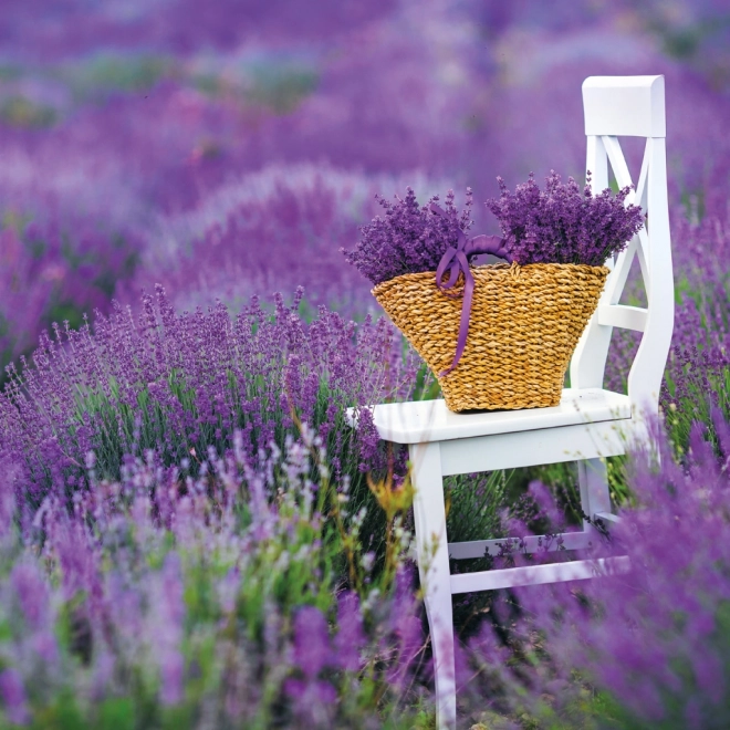 Calendar de notițe Provence 2026