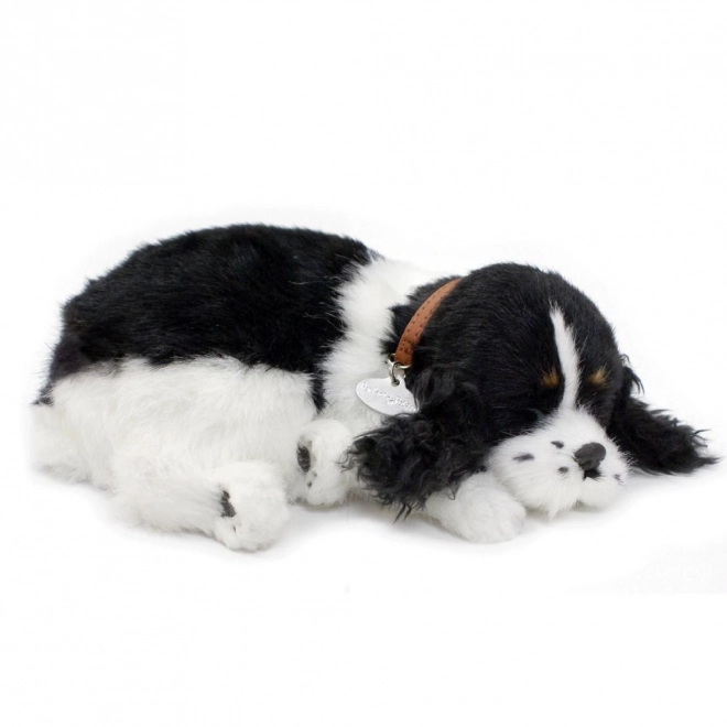 Să adoptăm împreună cățeluș Cocker Spaniel respirabil