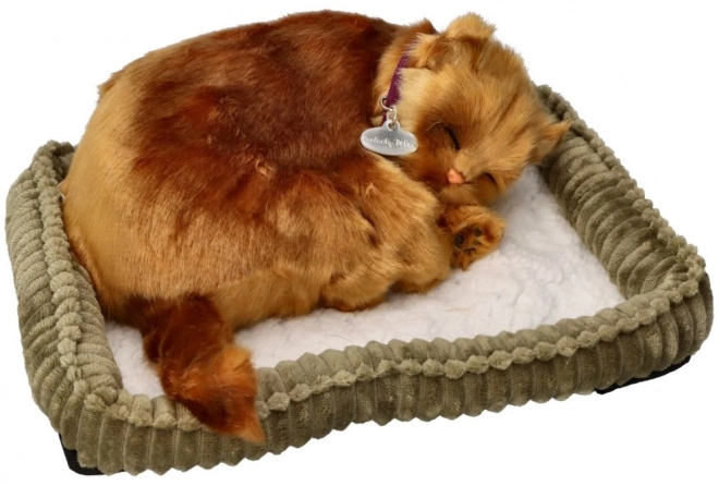 Adoptă un pisoi Angora turcească
