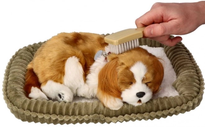 Cățeluș respirator Cavalier