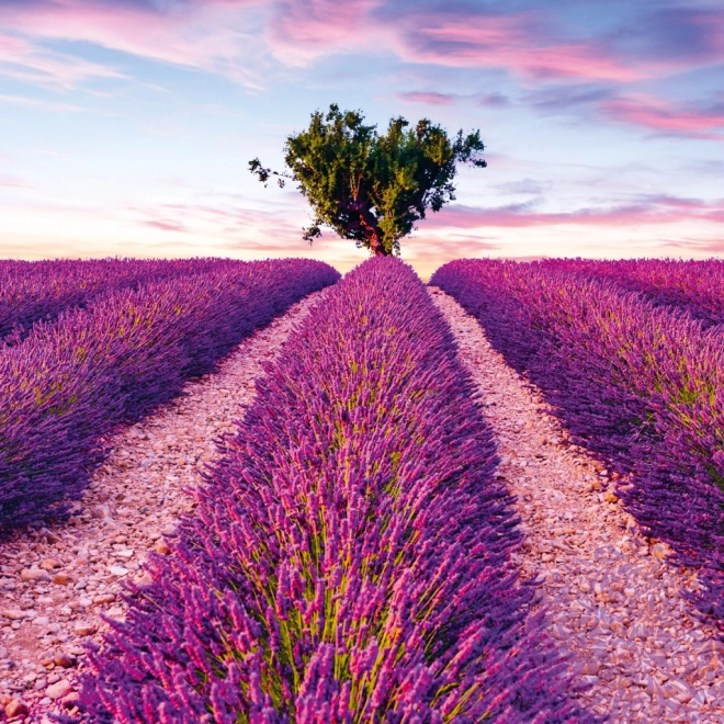 calendar notique anul 2025 cu temă provence, parfum de lavandă