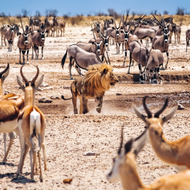 Calendar notițe Africa sălbatică 2025