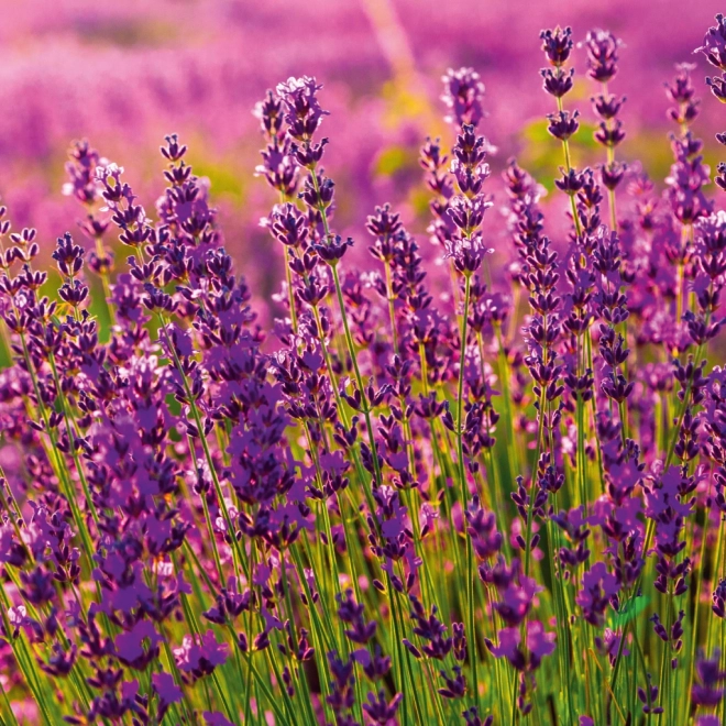 Calendar de notițe Provence 2026