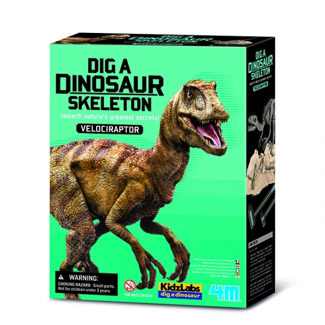 Set schelet de velociraptor 4M