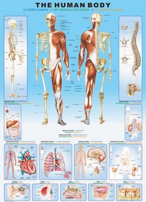 Puzzle corpul uman 1000 piese