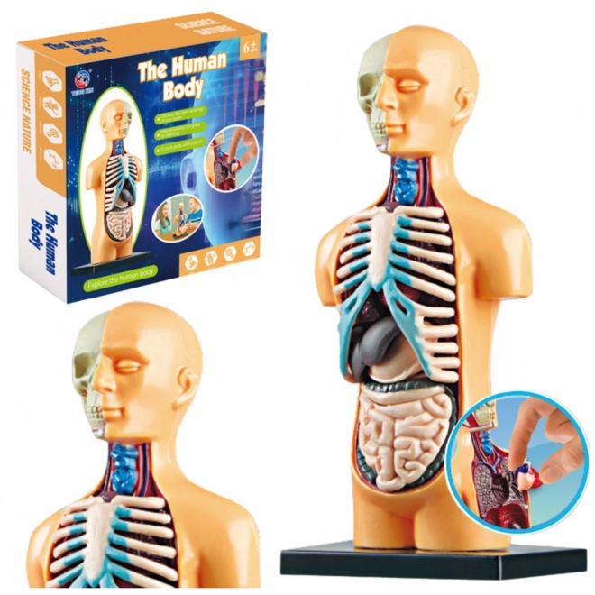 Set educațional model anatomic corp uman